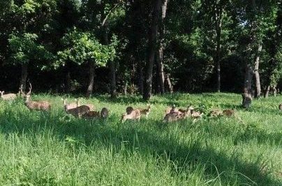 असुरक्षित बन्दै काँक्रेविहारका जनावर